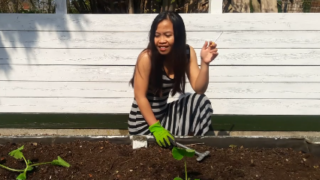 Preparing and Replanting Squash in Raised bed – Mary Pinay