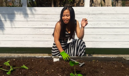 Preparing and Replanting Squash in Raised bed – Mary Pinay